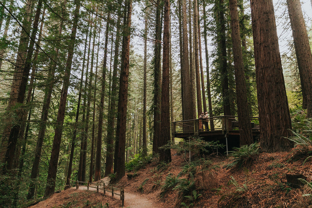 Hoyt-Arboretum-Portland-Oregon-Redwood-Deck.jpg