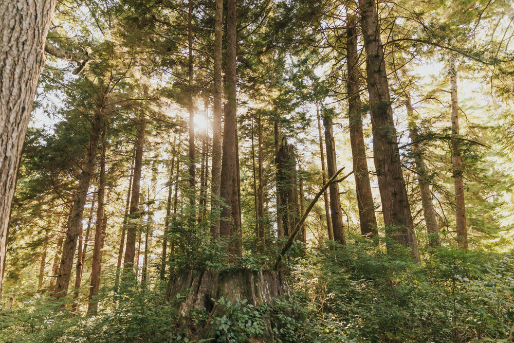 Pictured here is a forest at Rockaway Beach, Oregon with tall Evergreen trees and green shrub-like vegetation. Sunshine is filtering through the canopy of trees.