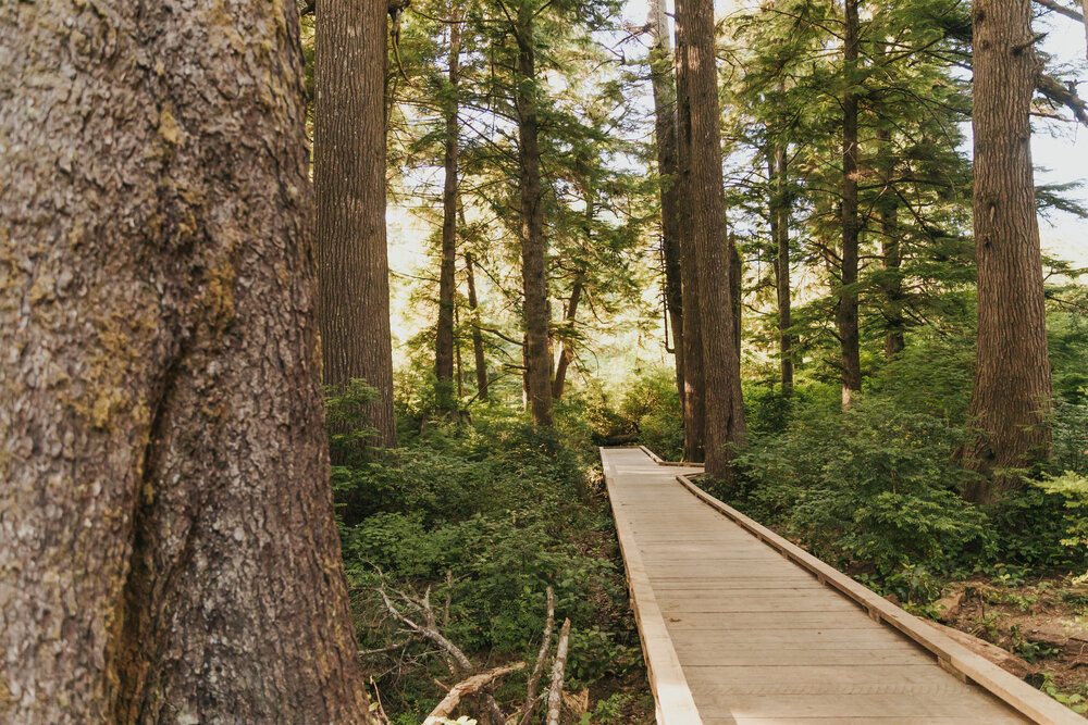 Pictured here is part of the boardwalk of the Rockaway Big Tree Trailhead. The trail takes you into a deeper, more shaded forest as you get closer to the Big Cedar tree that the boardwalk wraps around for a great ADA-accessible elopement location.