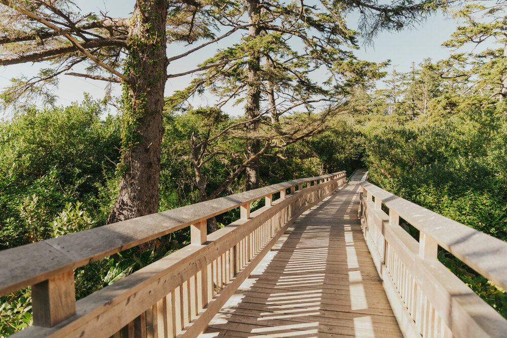 Pictured here is part of the boardwalk of the Rockaway Big Tree Trailhead. There are varying levels of bright green foliage that gets taller and more dense as you continue deeper into the trail. This can be a great location option for an ADA-accessible elopement.