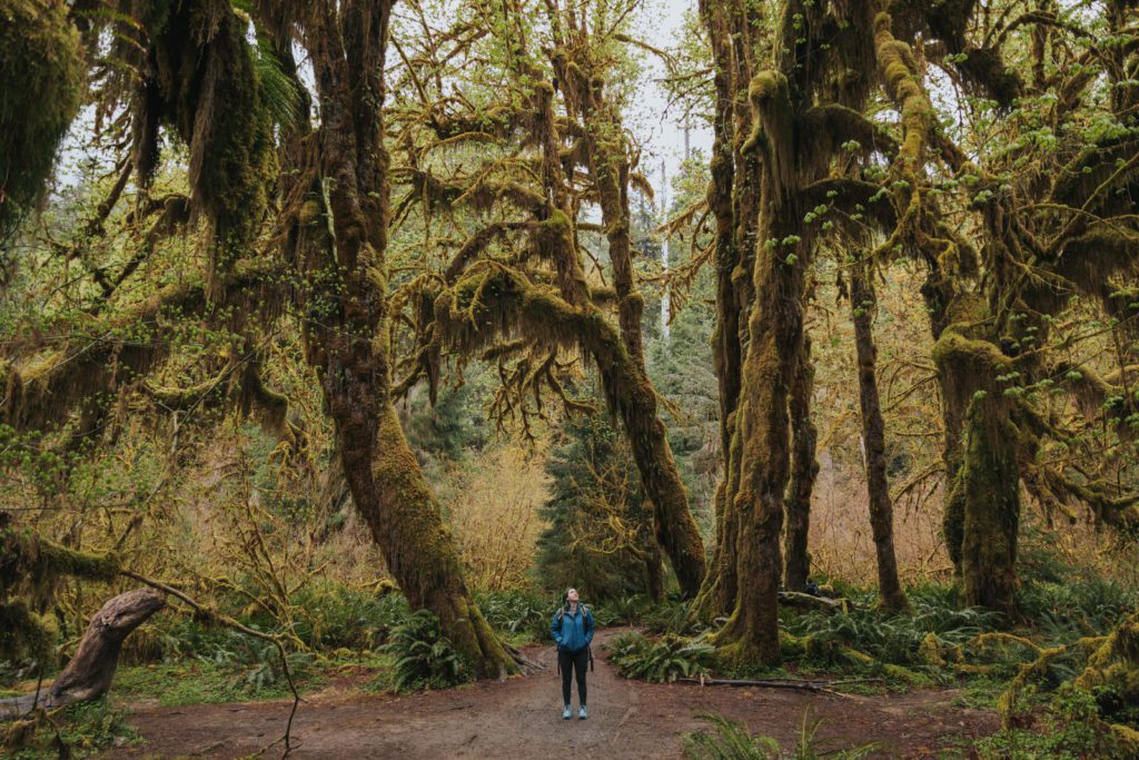 The Hall of Moss in the Hoh Rainforest is a great choice for an Olympic National Park Elopement location! 