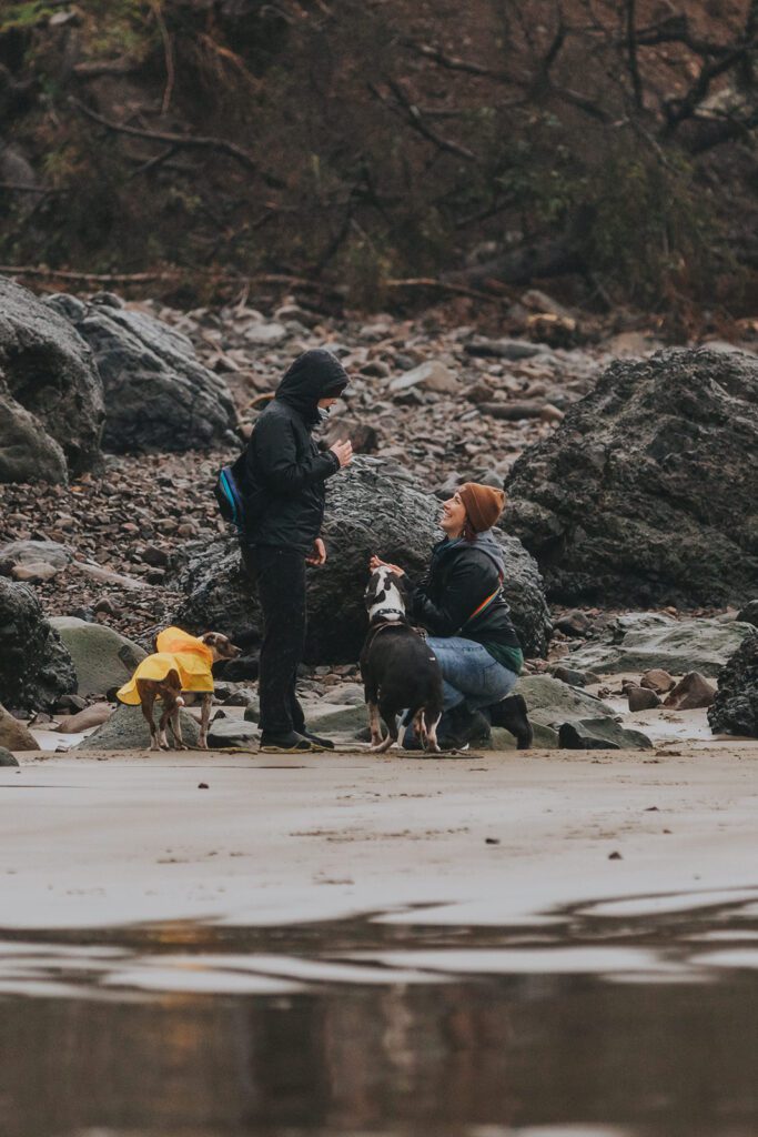 A person is kneeling down on one knee proposing to their partner while their dogs are around them